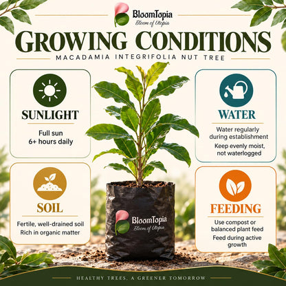 Sunlight, water, soil and feeding guide for Macadamia Nut.