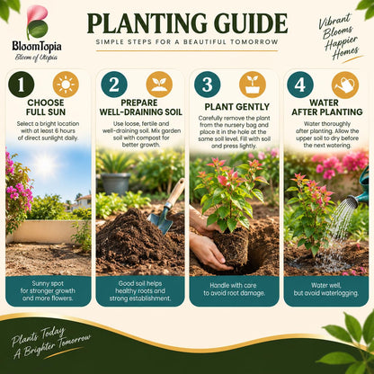 Step-by-step planting illustration for Bougainvillea.