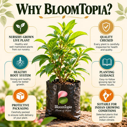 BloomTopia plant-handling and brand-information panel featuring Allamanda Golden Trumpet.