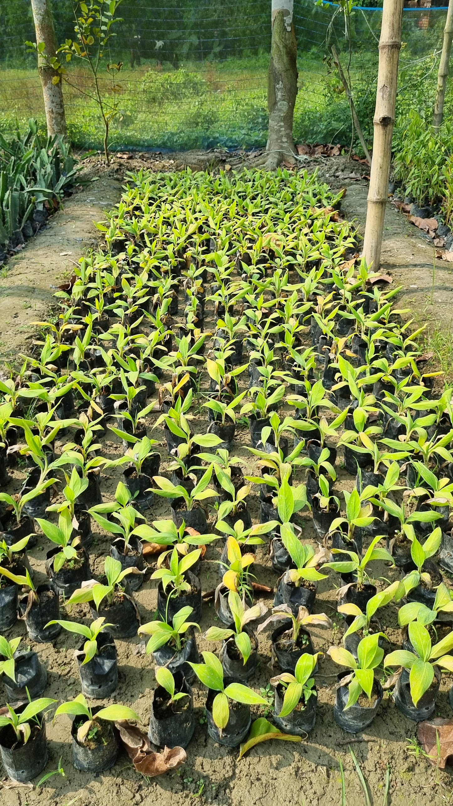 Cardamom (Choti Elaichi) Live Plant for Home Garden | Aromatic Green Spice Plant, Healthy Rooted Nursery Plant | Easy to Grow, Herb for Pots, Balcony, Terrace & Outdoor Gardening