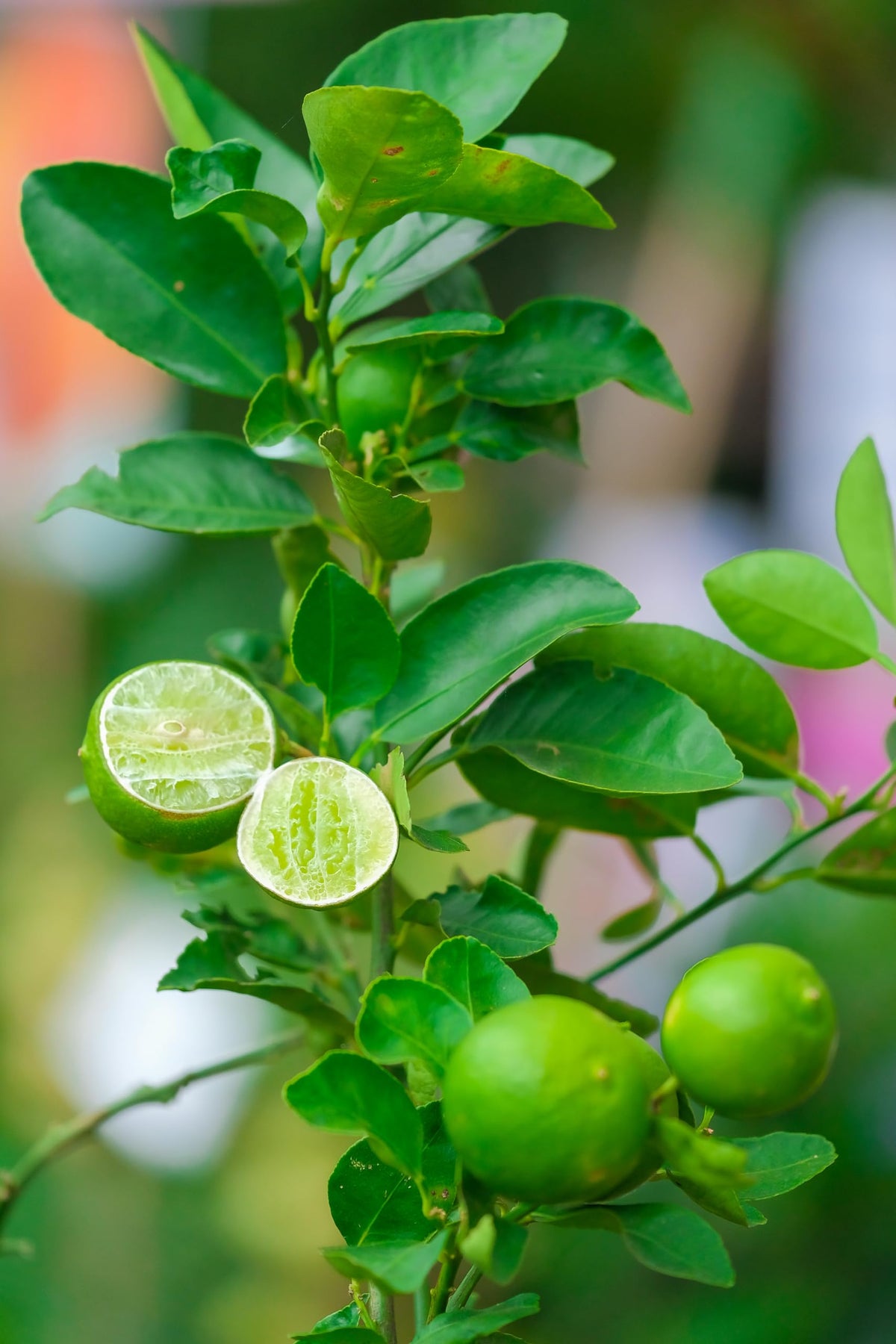 Green citrus fruits and blossoms on a branch.