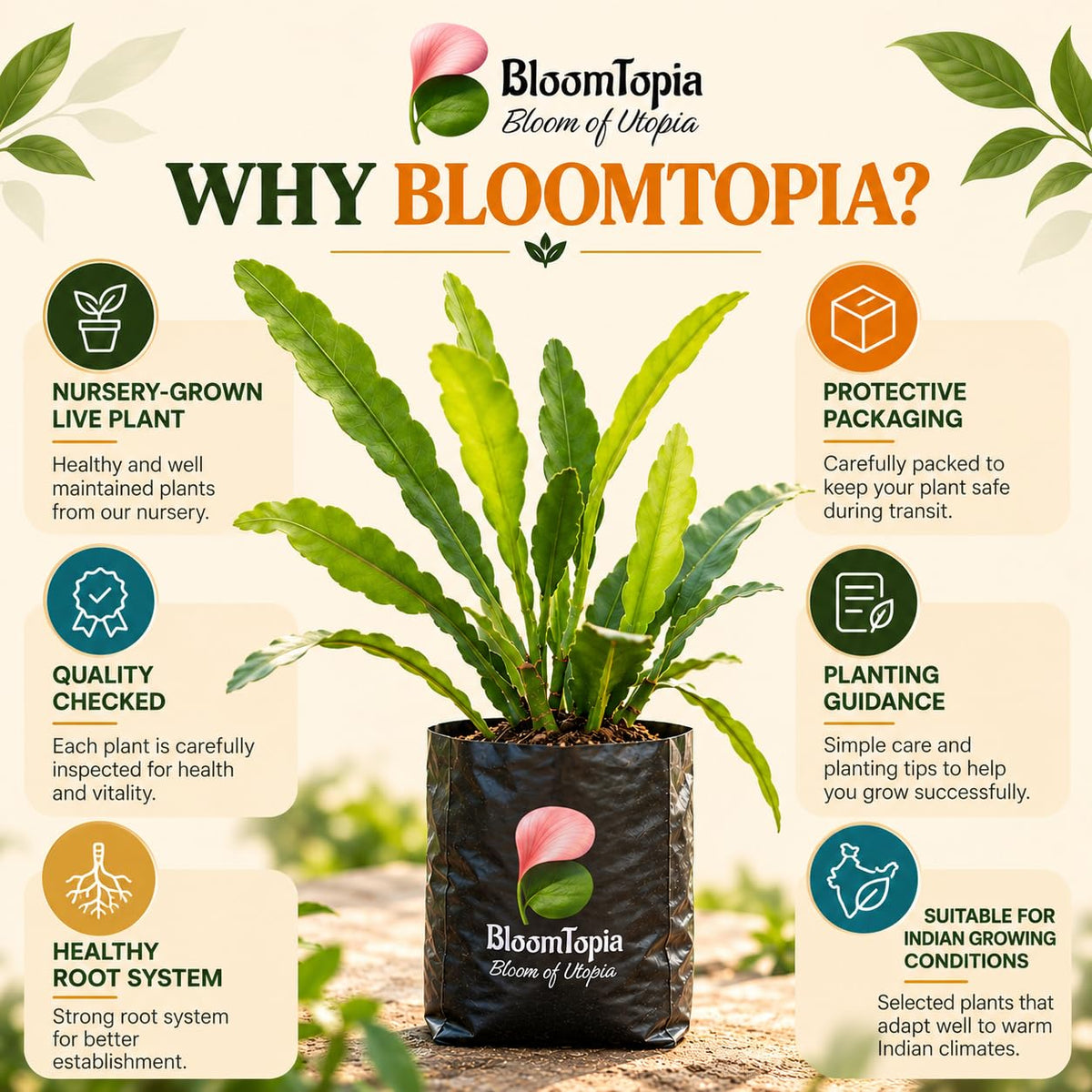 BloomTopia plant-handling and brand-information panel featuring White Brahma Kamal.