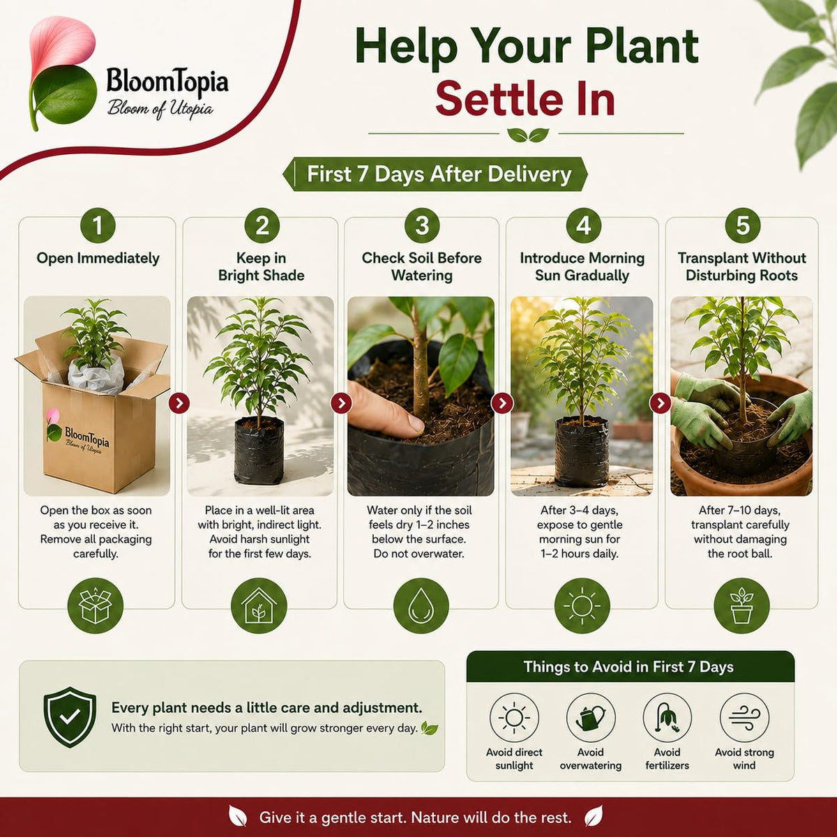 Litchi plant care during its first days after arrival.
