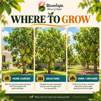 Illustrated growing locations for Vietnam Super Early Jackfruit.