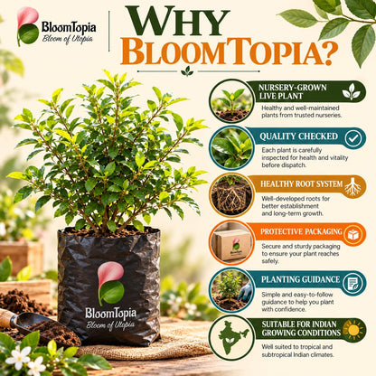 BloomTopia plant-handling and brand-information panel featuring Madhu Kamini.