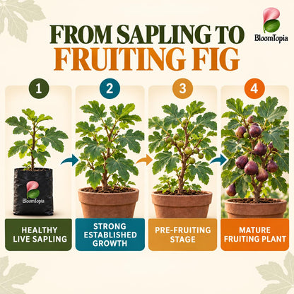 Illustrated growth stages for Poona Anjeer Fig, from young plant to mature growth.