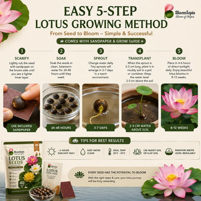 Five-step lotus seed-preparation and water-growing guide.