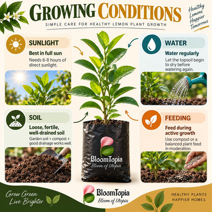 Sunlight, water, soil and feeding guide for Kolkata Pati Lebu Lemon.