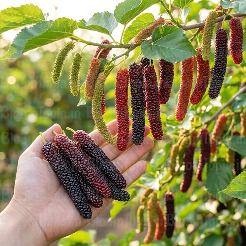 Long mulberries held in a hand beside fruiting branches.