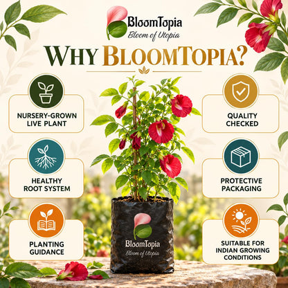 BloomTopia plant-handling and brand-information panel featuring Red Aparajita.