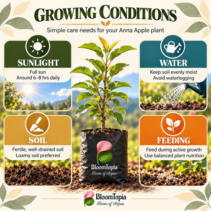 Sunlight, water, soil and feeding guide for Anna Apple.