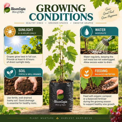 Sunlight, water, soil and feeding guide for Red Grape Vine.