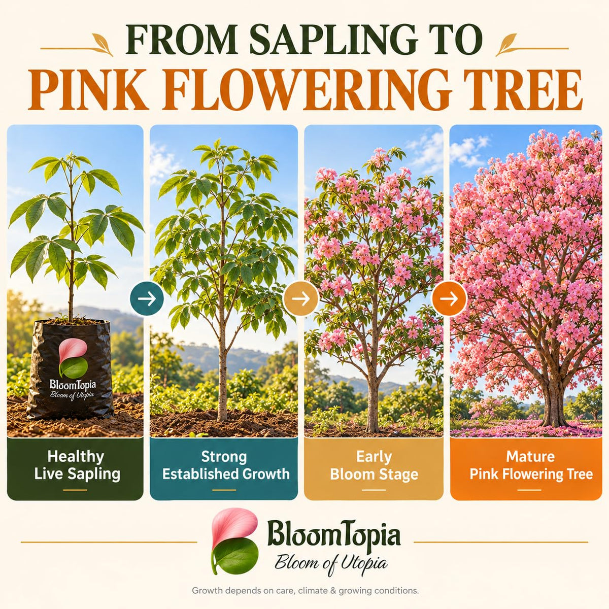 Illustrated growth stages for Tabebuia Rosea Pink Trumpet Tree, from young plant to mature growth.