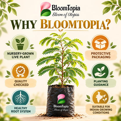 BloomTopia plant-handling and brand-information panel featuring Red Sweet Tamarind.