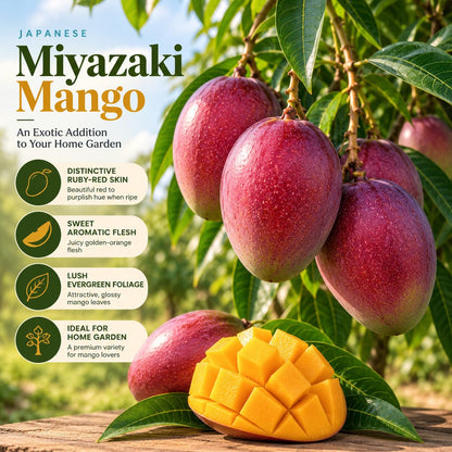 Illustration of mature Miyazaki Mango features with variety callouts.
