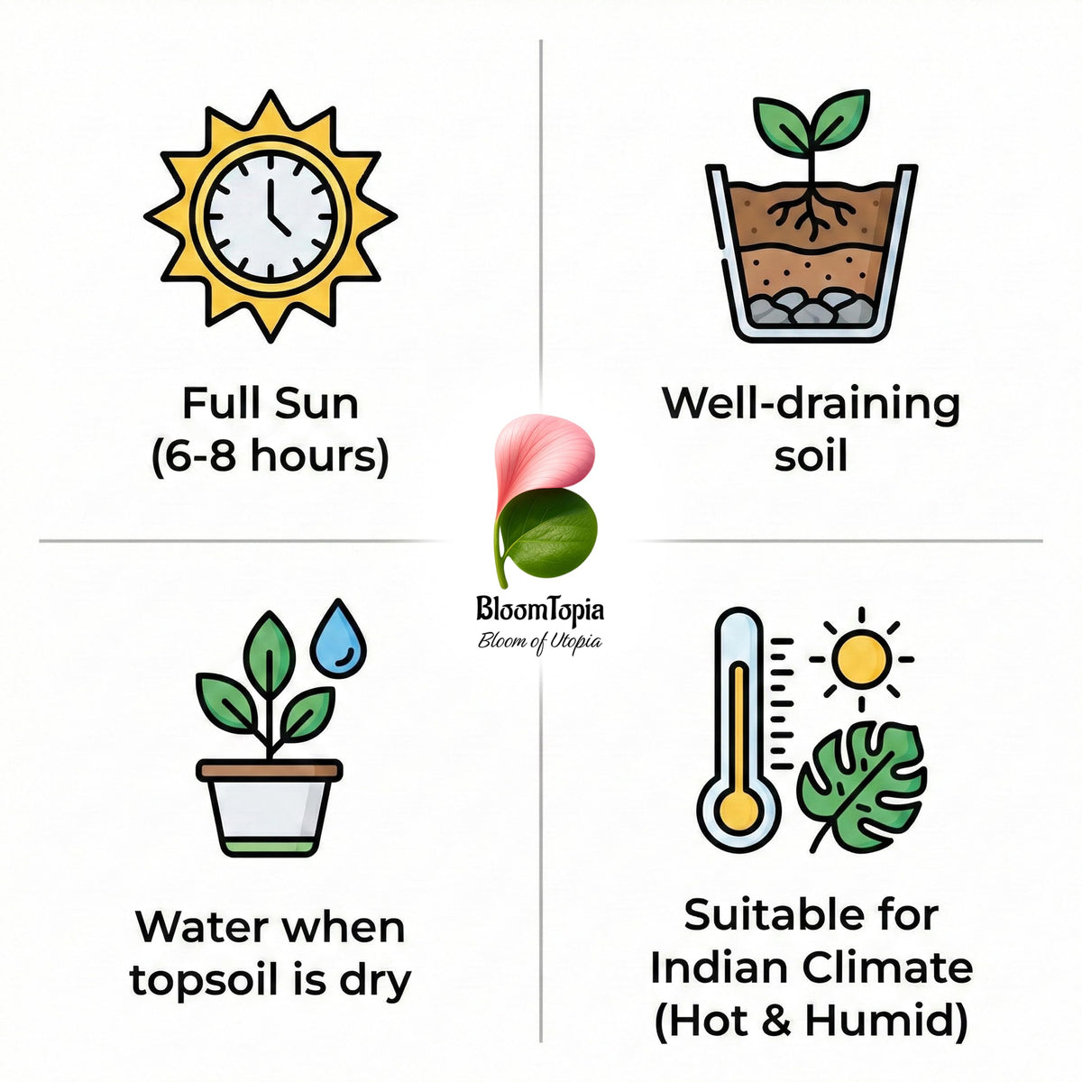 Apple ber sunlight, soil and watering care guide.