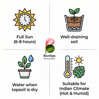 Apple ber sunlight, soil and watering care guide.