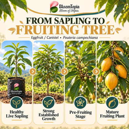 Illustrated growth stages for Egg Fruit Canistel, from young plant to mature growth.