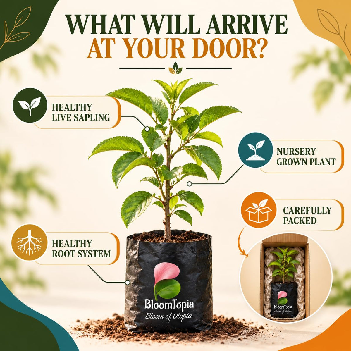 Illustration of a young Alubukhara Plum plant, roots and protective packing.