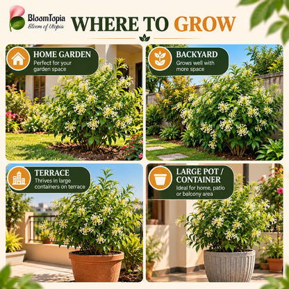 Illustrated growing locations for Raat Ki Rani Night Blooming Jasmine.