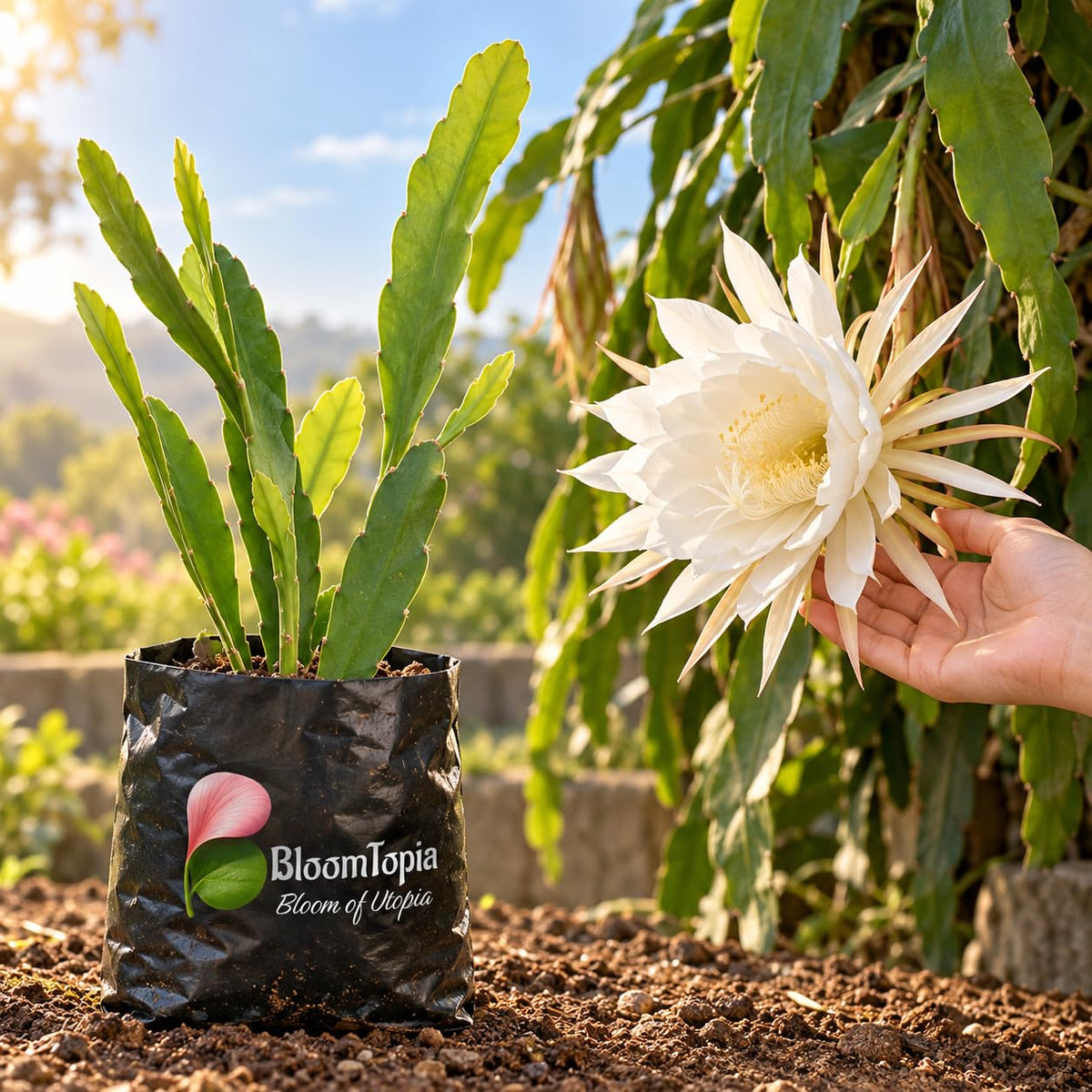 Illustration comparing young White Brahma Kamal nursery growth with a mature plant.