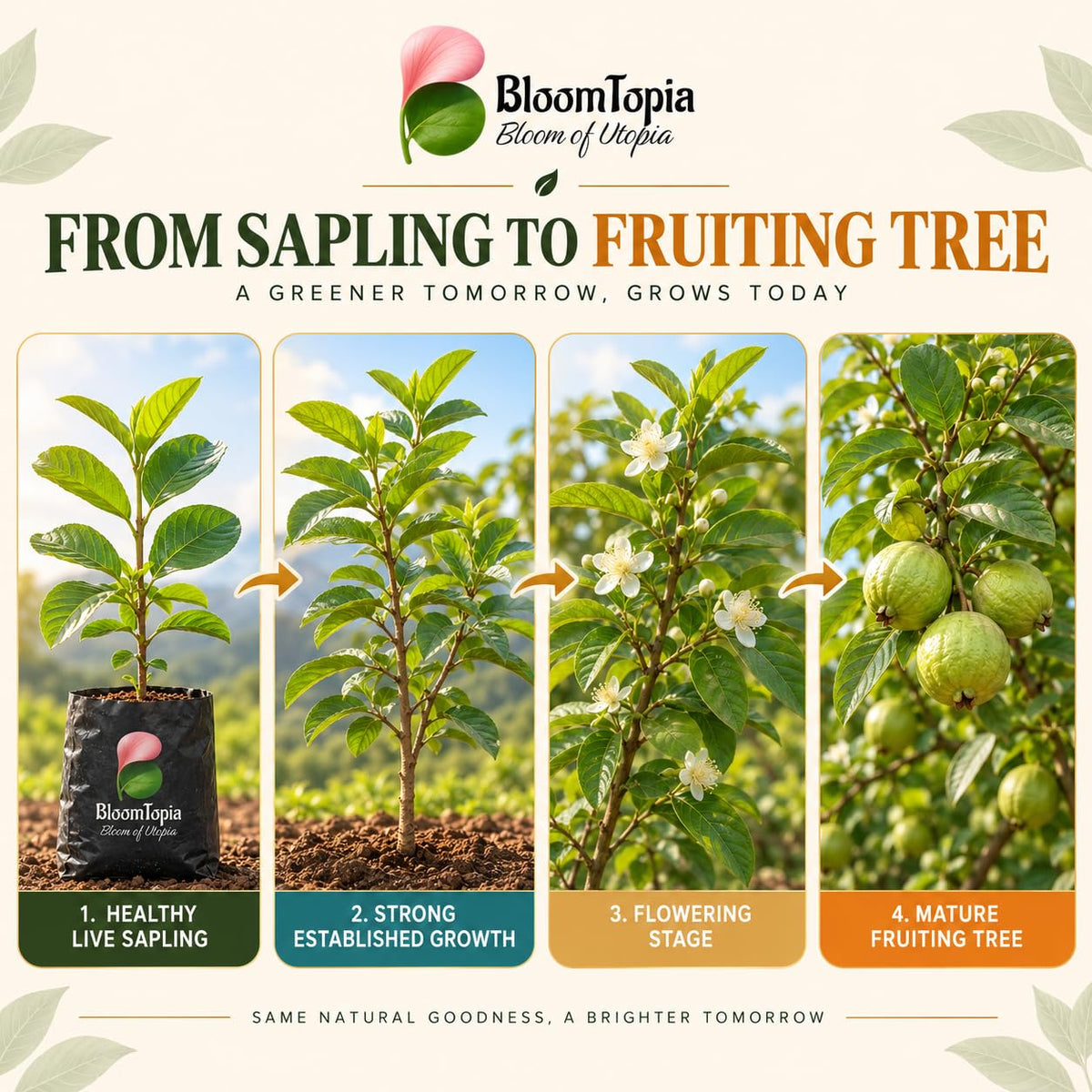Illustrated growth stages for Traditional Green Guava, from young plant to mature growth.