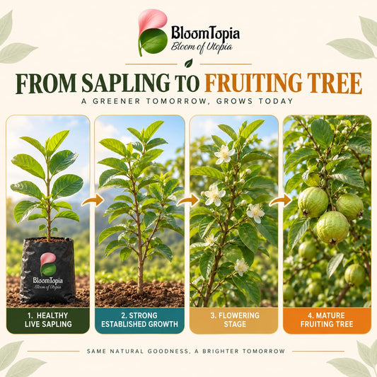 Illustrated growth stages for Traditional Green Guava, from young plant to mature growth.