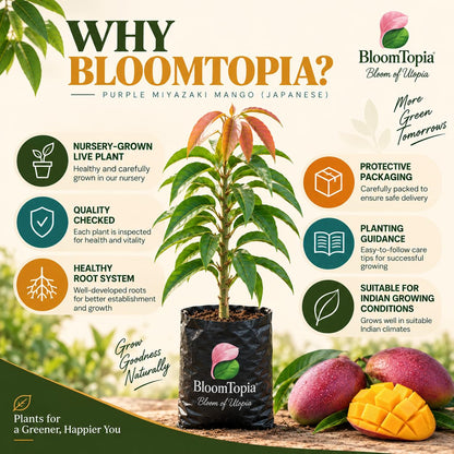 BloomTopia plant-handling and brand-information panel featuring Miyazaki Mango.