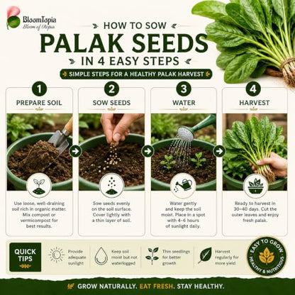 Four-step palak spinach seed sowing guide.