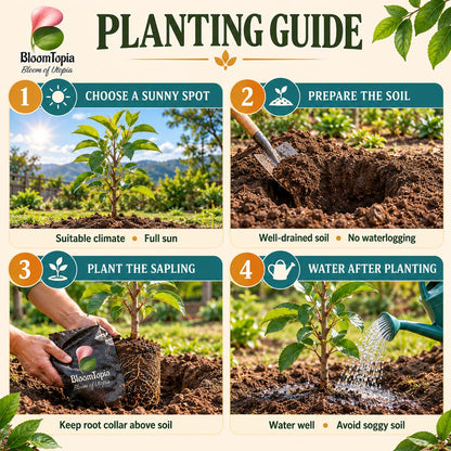 Step-by-step planting illustration for Darjeeling Apple.