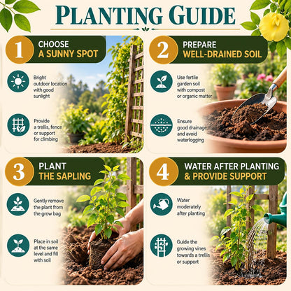 Step-by-step planting illustration for Yellow Aparajita.