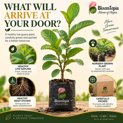 Illustration of a young All Seasons Guava plant, roots and protective packing.