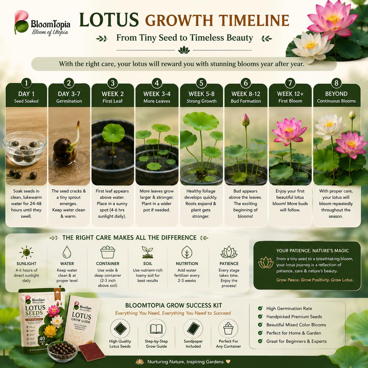 Illustrated lotus seedling and plant-development timeline.