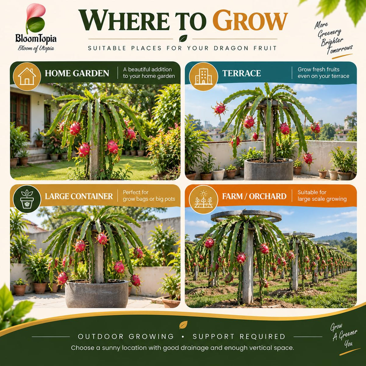 Illustrated growing locations for Dragon Fruit.