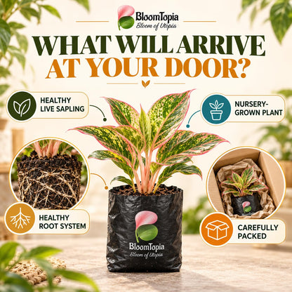 Illustration of a young Aglaonema plant, roots and protective packing.