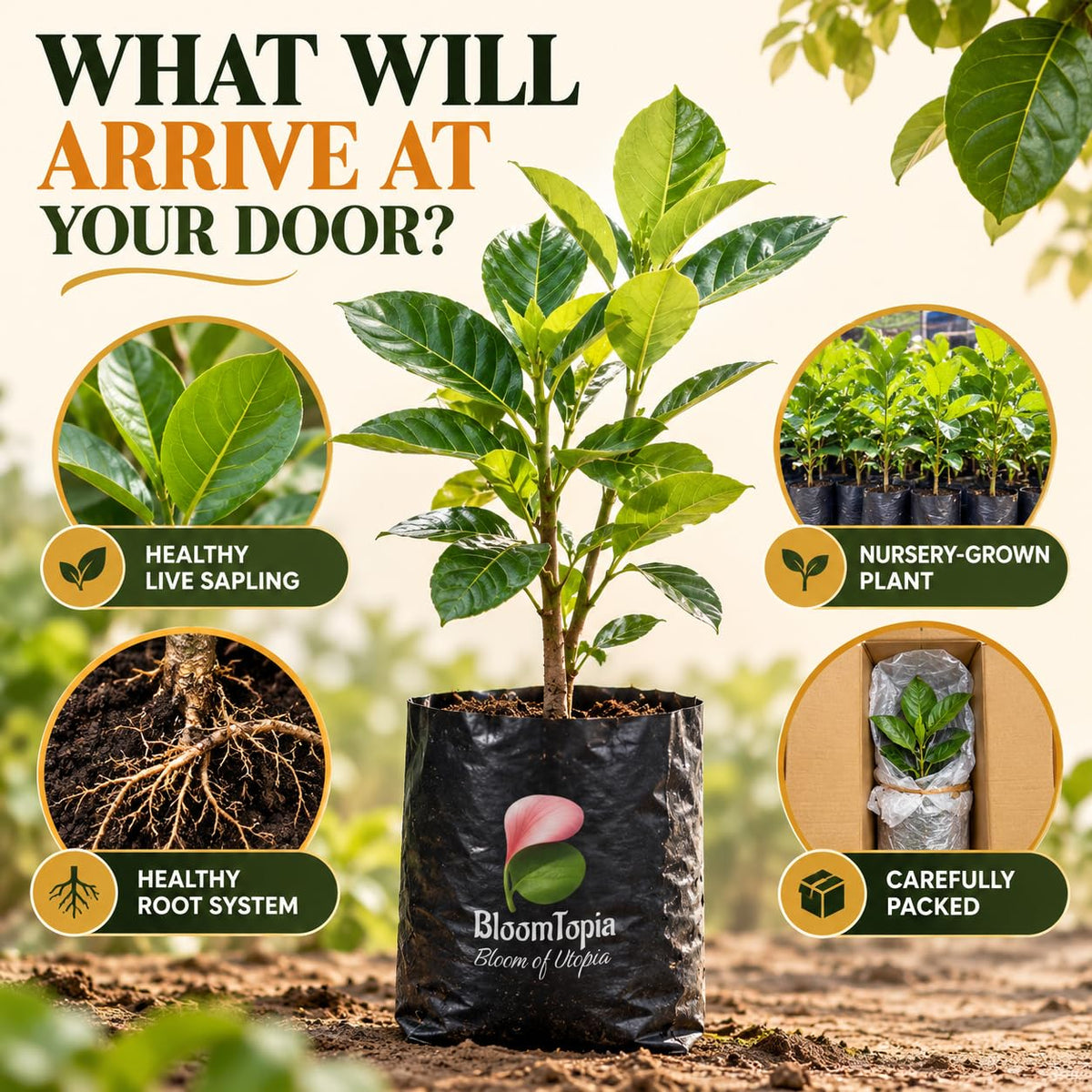 Illustrated plant, root close-ups and pack-presentation panel for Vietnam Super Early Jackfruit.