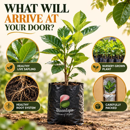 Illustrated plant, root close-ups and pack-presentation panel for Vietnam Super Early Jackfruit.