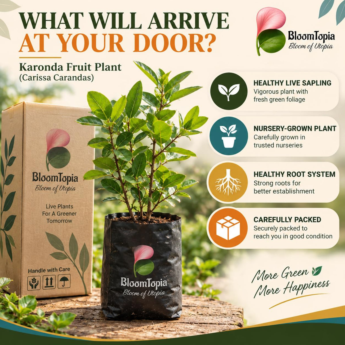Illustrated plant, root close-ups and pack-presentation panel for Karonda Fruit Plant (Carissa carandas).