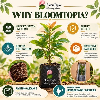 BloomTopia clove plant handling and packing information.