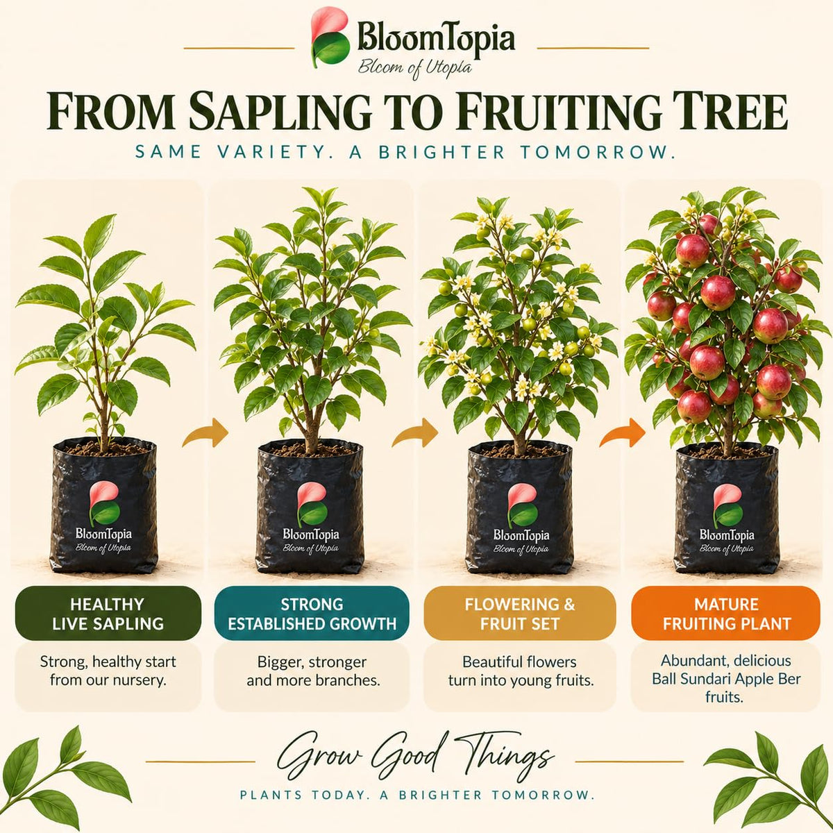 Illustrated growth stages for Ball Sundari Apple Ber Fruit, from young plant to mature growth.