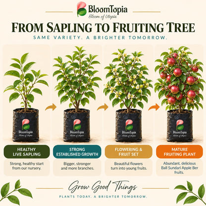 Illustrated growth stages for Ball Sundari Apple Ber Fruit, from young plant to mature growth.