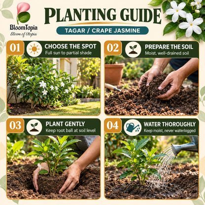 Step-by-step planting illustration for Tagar Crape Jasmine.