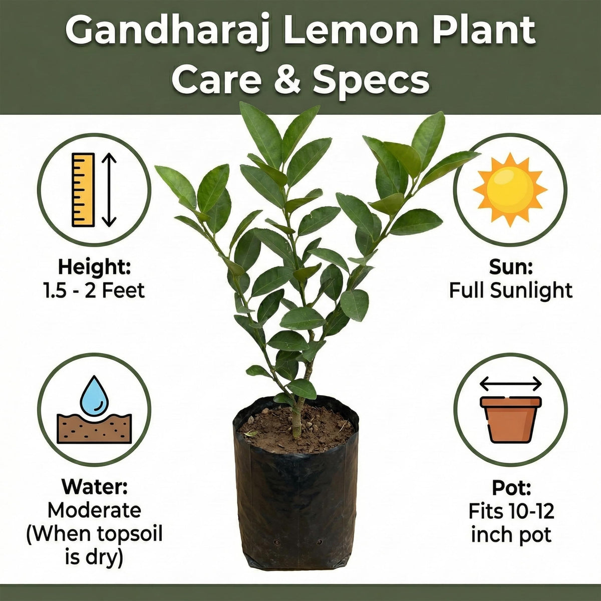 Young Gandharaj lemon plant with care information.