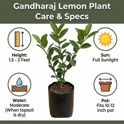 Young Gandharaj lemon plant with care information.