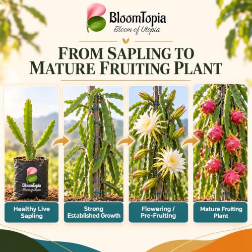 Illustrated growth stages for Pink Dragon Fruit, from young plant to mature growth.