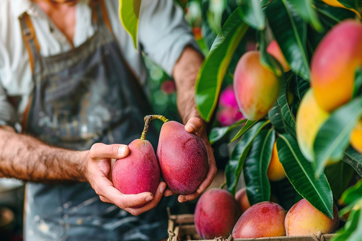 Hand holding mango fruits on a tree.