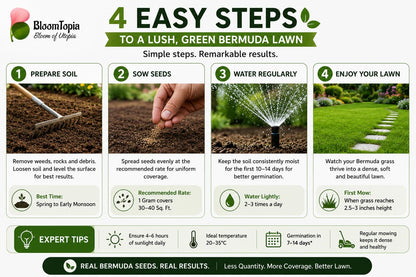 Four-step lawn seed sowing guide.