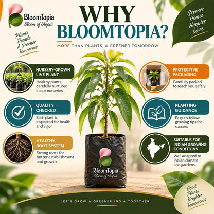 BloomTopia plant-handling and brand-information panel featuring All-Season Mango.