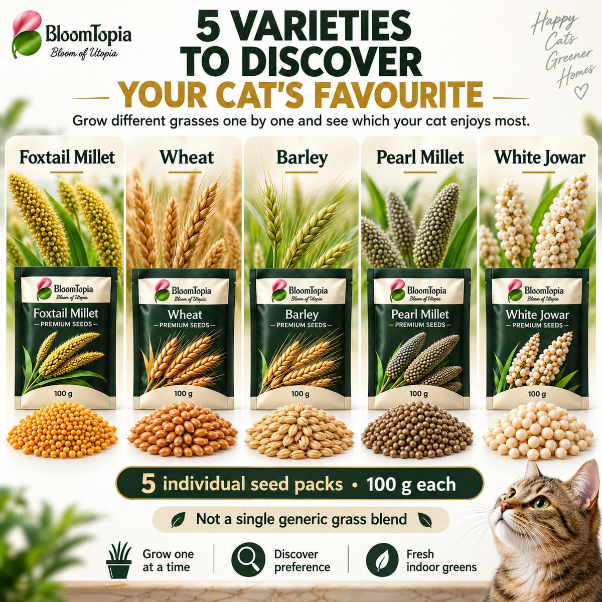 Five separately labelled cat grass seed varieties with loose-seed close-ups.