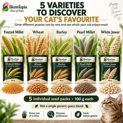Five separately labelled cat grass seed varieties with loose-seed close-ups.